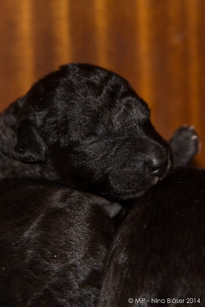 2014-02-09 Welpen Svet & Ruby-1522.jpg - Day 7